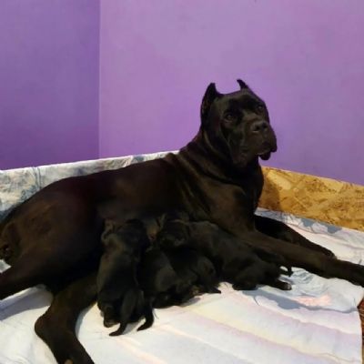 Cane Corso istokrvni tenci